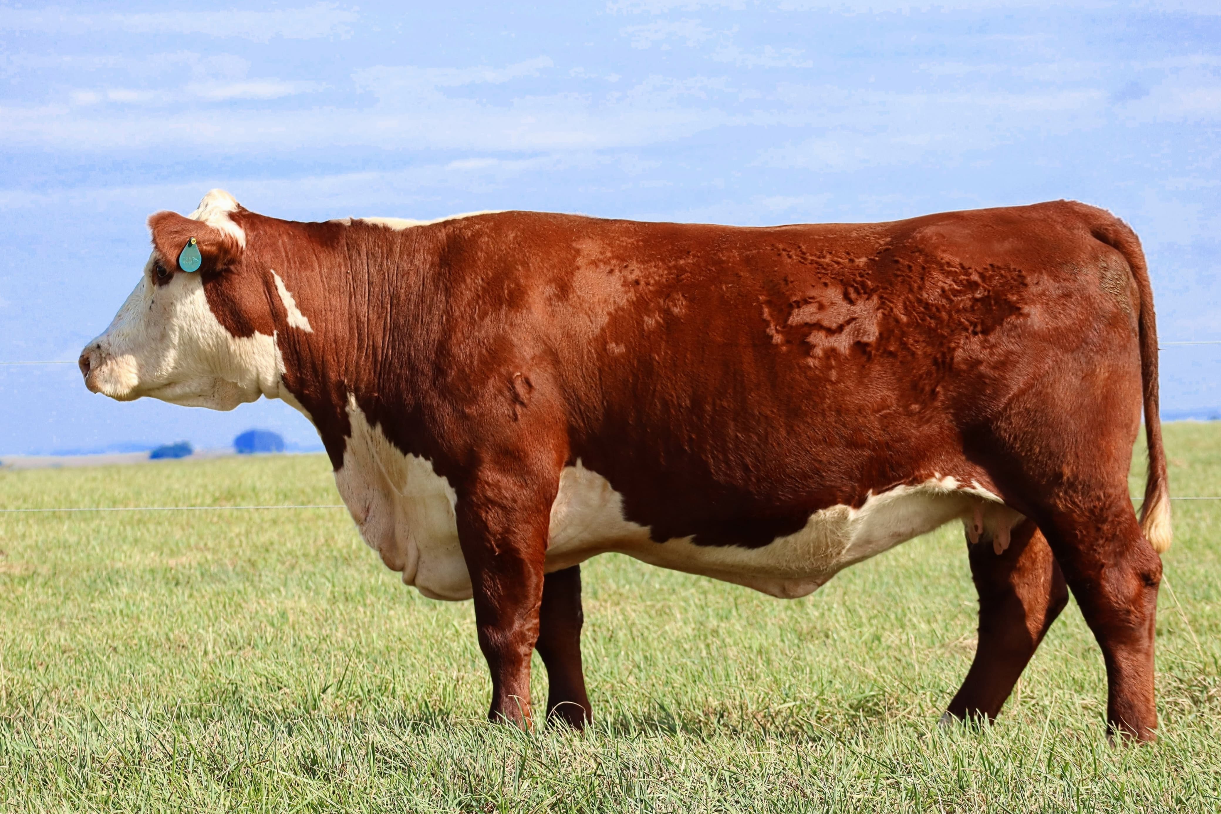 CV TE 5311 Ancares Gerber - Vaca Doadora Hereford mãe de grandes campeões