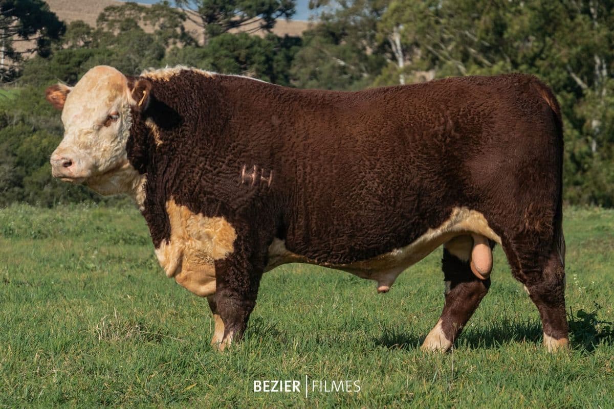 Fantasma - Touro Hereford Trio Grande Campeão Nacional 2023 - Sêmen disponível Renascer