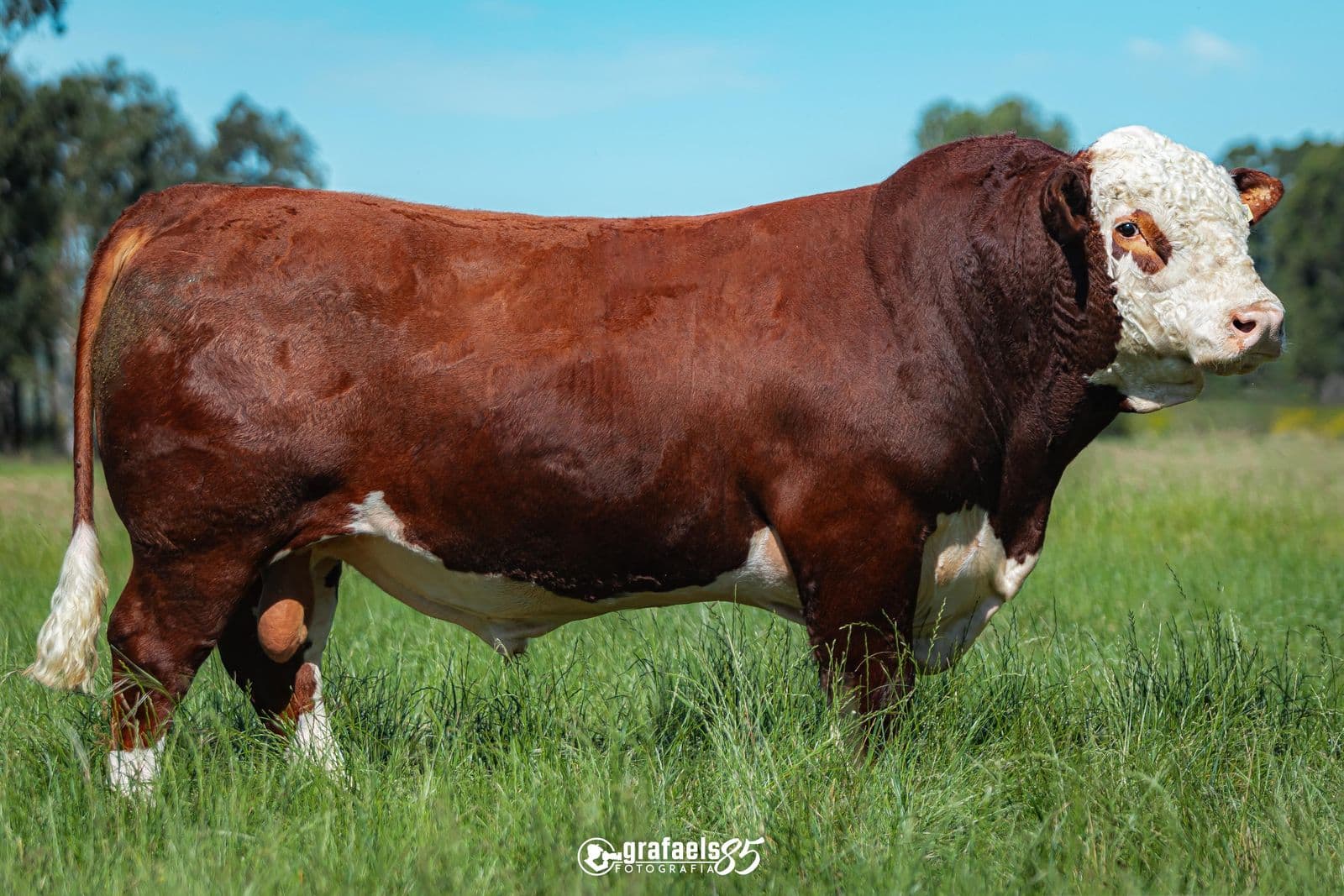 Faraó - Touro Hereford Grande Campeão Nacional - Sêmen disponível Alta Genetics