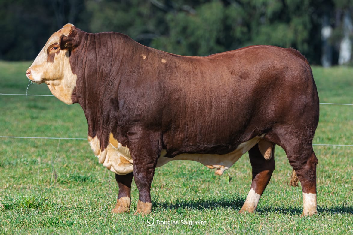 Hunter - Touro Braford Top Pampaplus Carcaça 2024