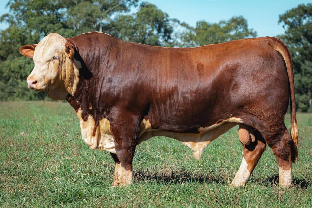 Terceiro Melhor Macho Braford - Exposição Nacional 2024