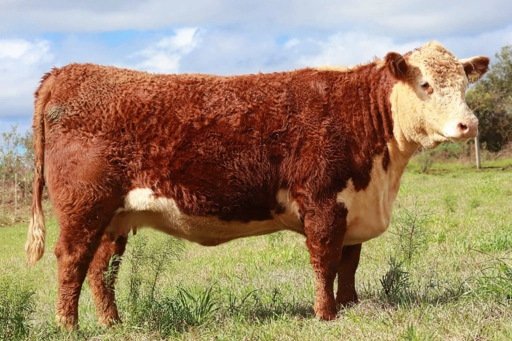 Helena - Vaca Doadora Hereford Grande Campeã Nacional 2024 - Embriões disponíveis