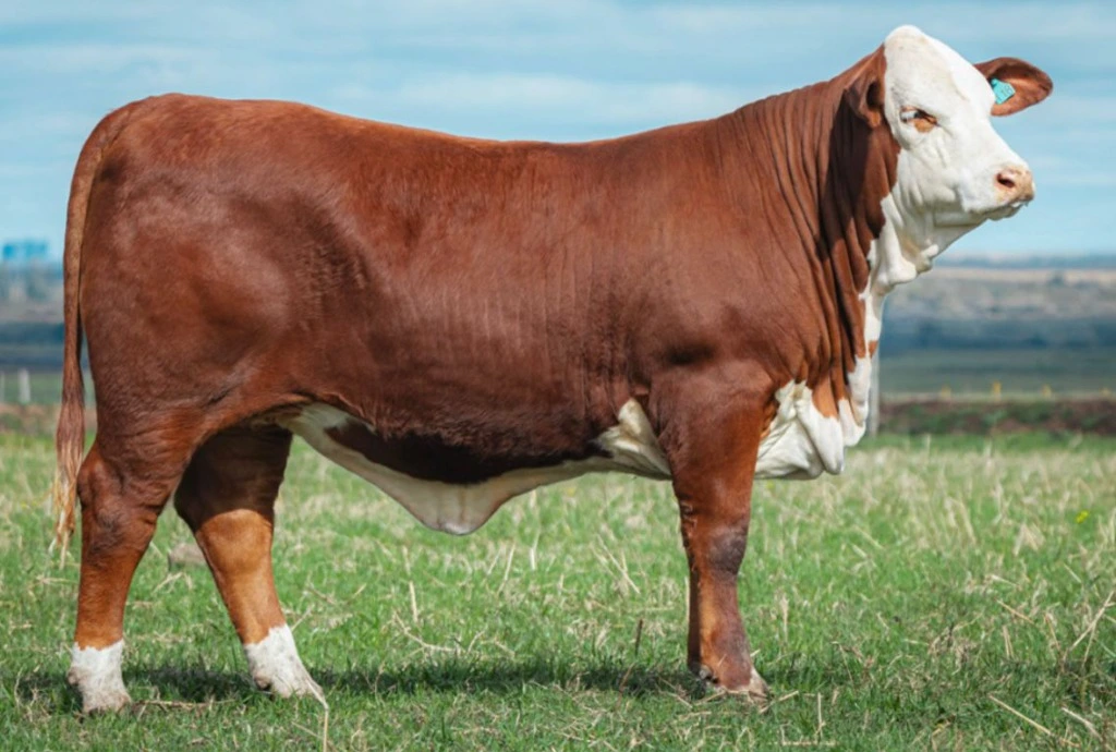 Áustria - Vaca Doadora Braford 3ª Melhor Fêmea Congresso Mundial 2025