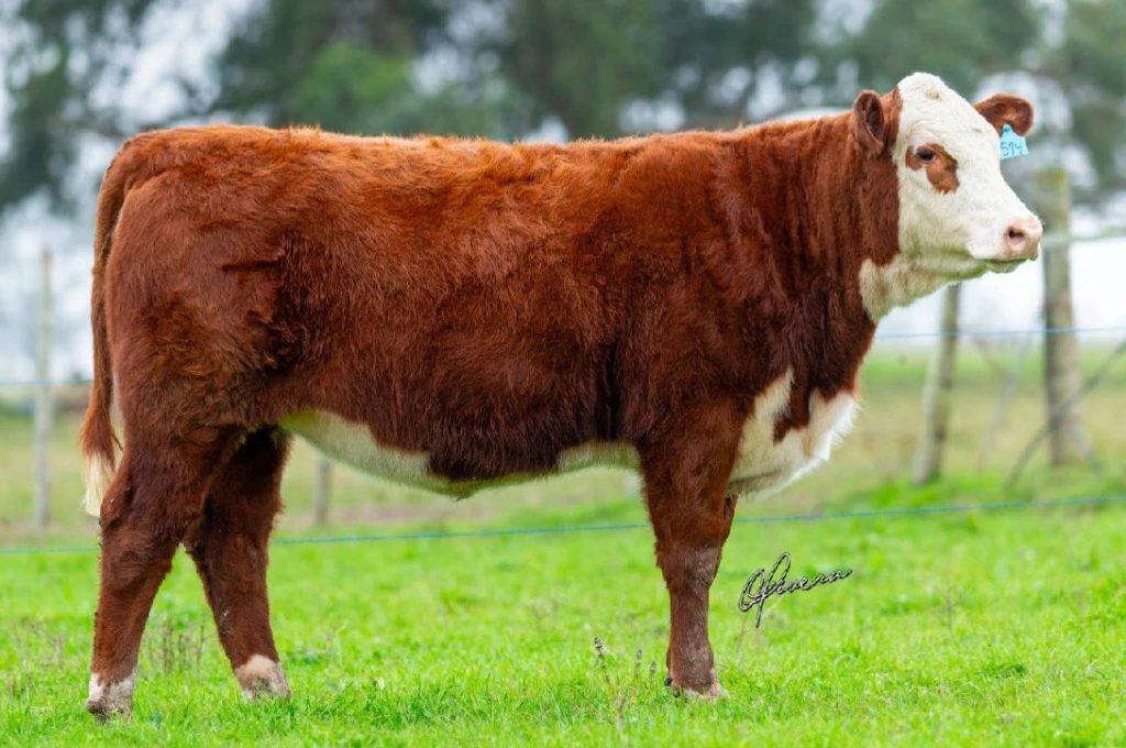 Catedral - Vaca Doadora Hereford de elite - Embriões à venda