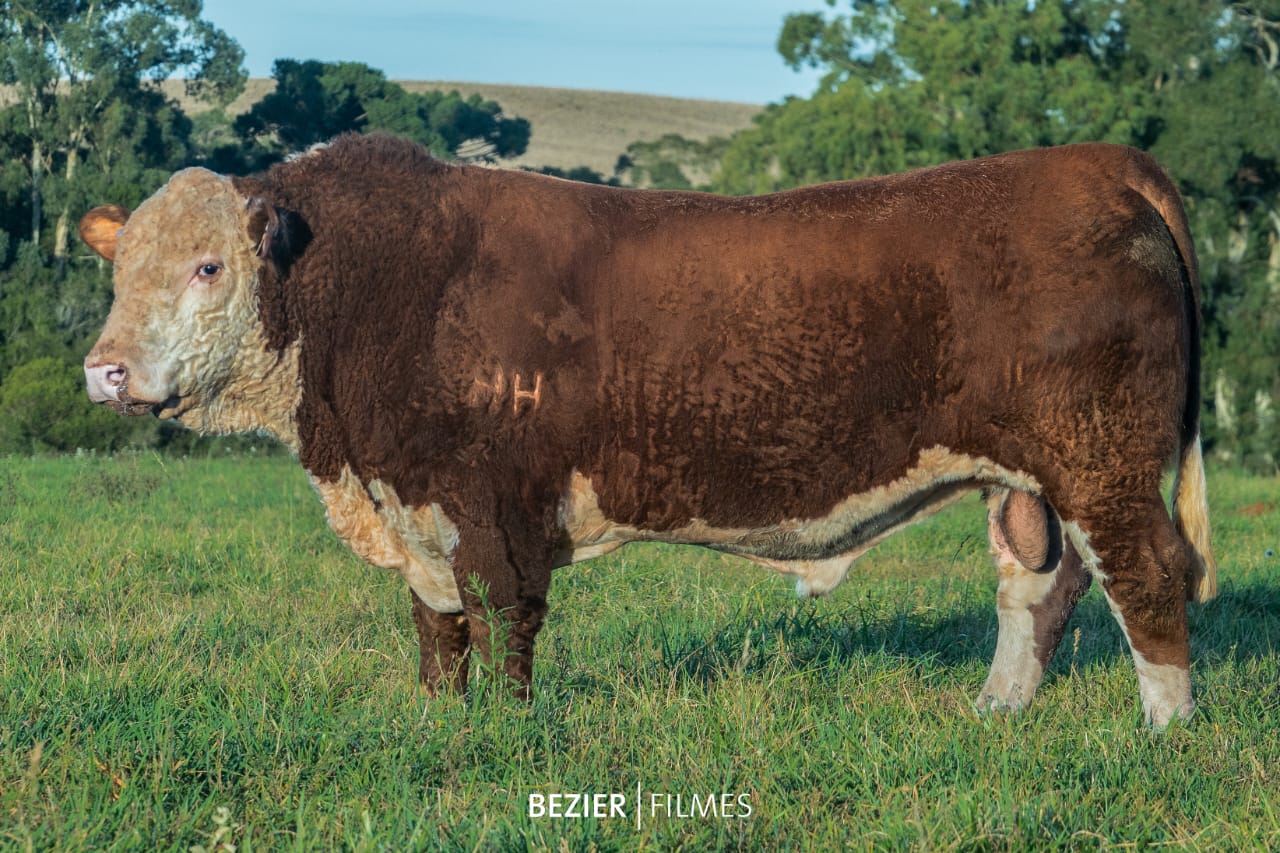 Integrante do Trio Grande Campeão Terneiro Hereford PC - Nacional 2022