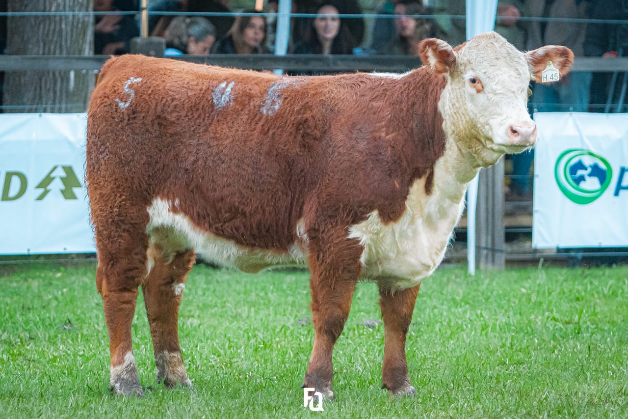 Grande Campeã Terneira Hereford PO - Exposição Nacional 2024