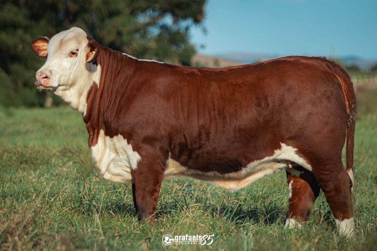 Hera - Vaca Doadora Braford irmã de Hunter - Embriões disponíveis