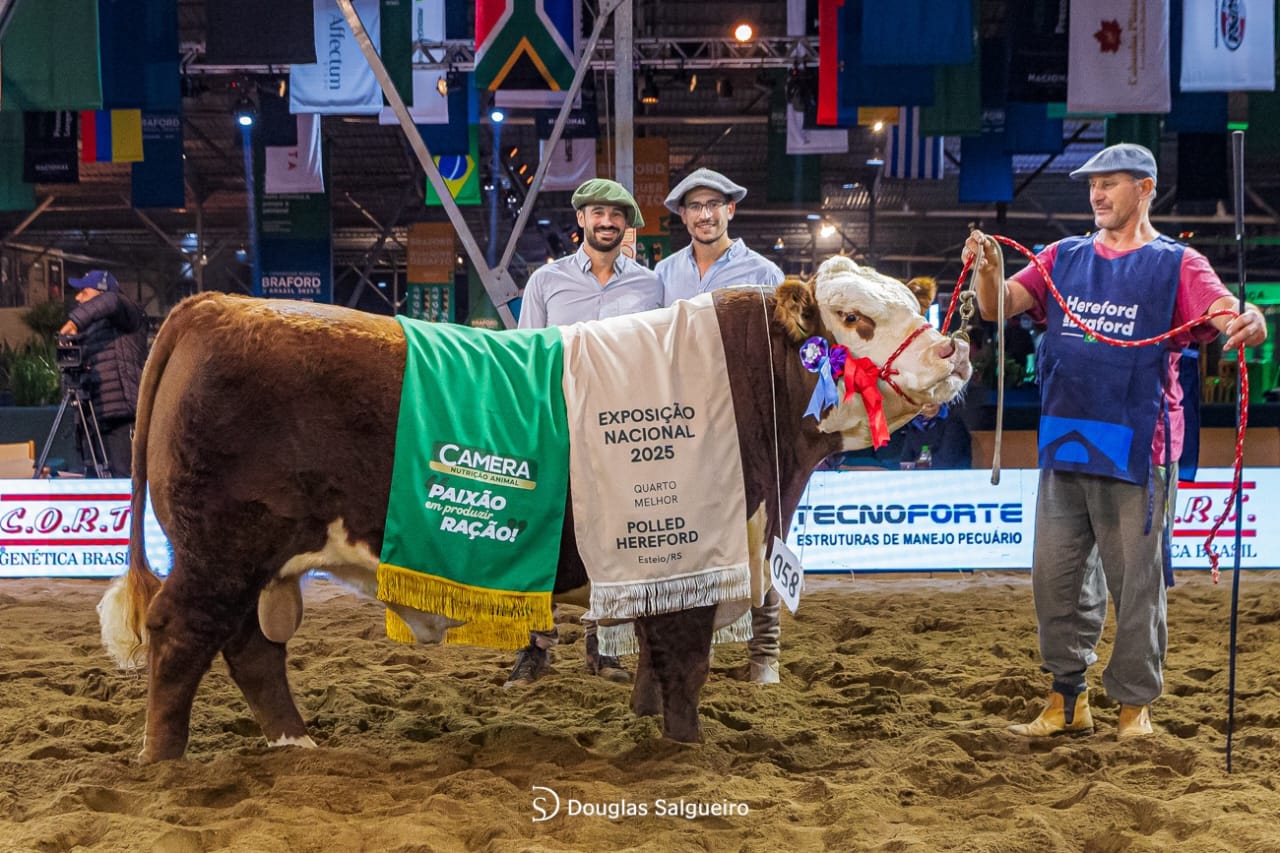 Touro premiado com faixa
