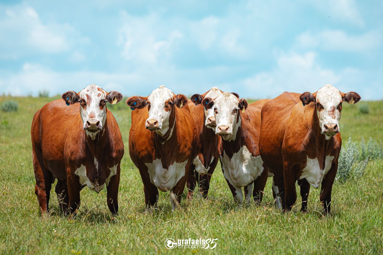 Matriz Braford selecionada da Fazenda São Pedro