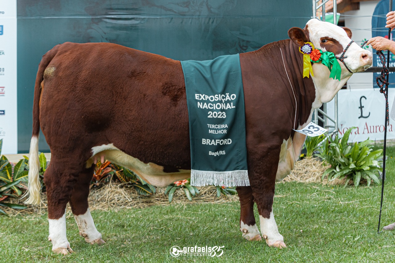 Touro Hereford premiado