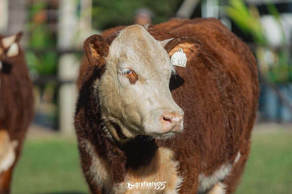Suprema Campeã Terneira Rústica - Exposição Nacional 2022