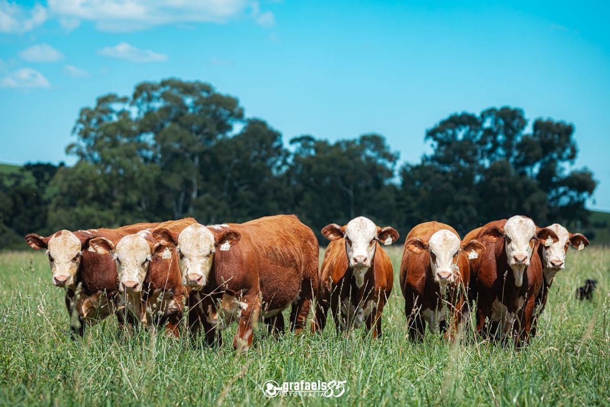 Terneiros Hereford e Braford à venda - Gado de corte Fazenda São Pedro