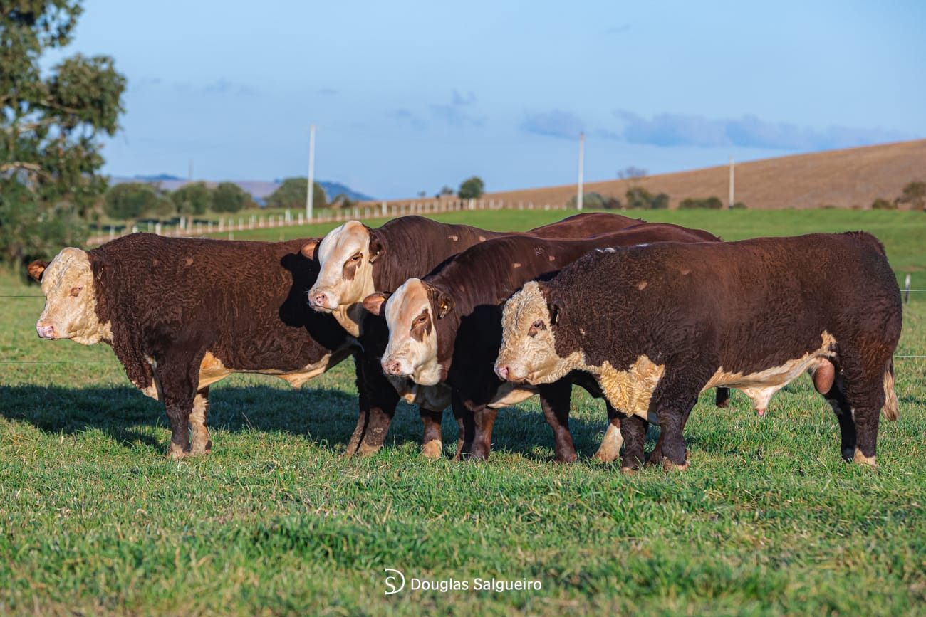 Touro Hereford reprodutor da Fazenda São Pedro