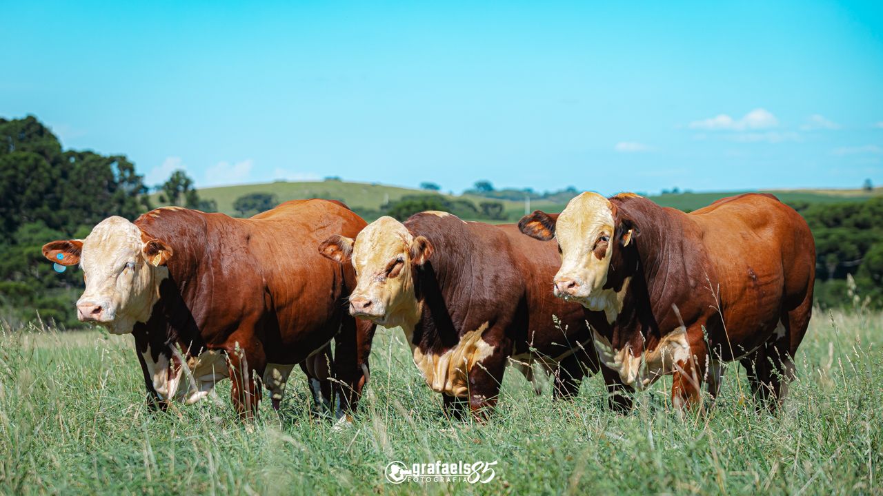 Animal em pista de julgamento