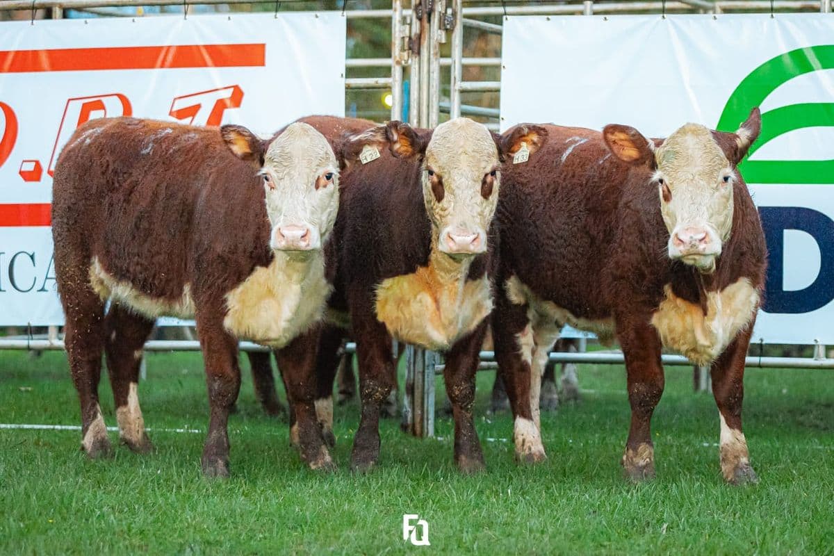 Trio fêmeas Braford premiadas - Matrizes elite Fazenda São Pedro