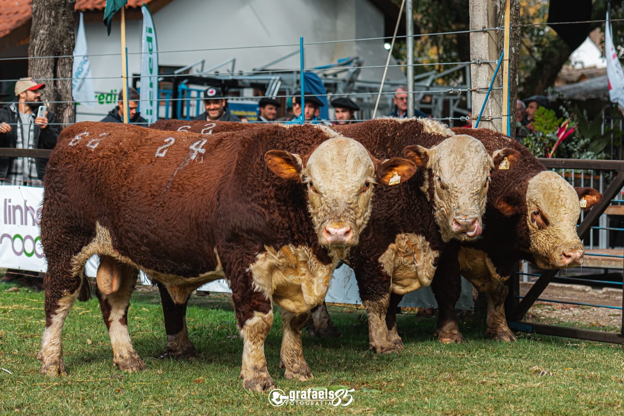 Trio Grande Campeão Hereford PC - Exposição Nacional 2023
