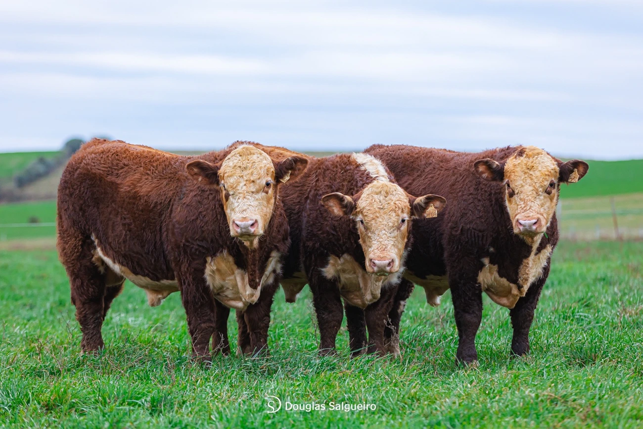 Trio Grande Campeão gado Hereford PO - Exposição Nacional