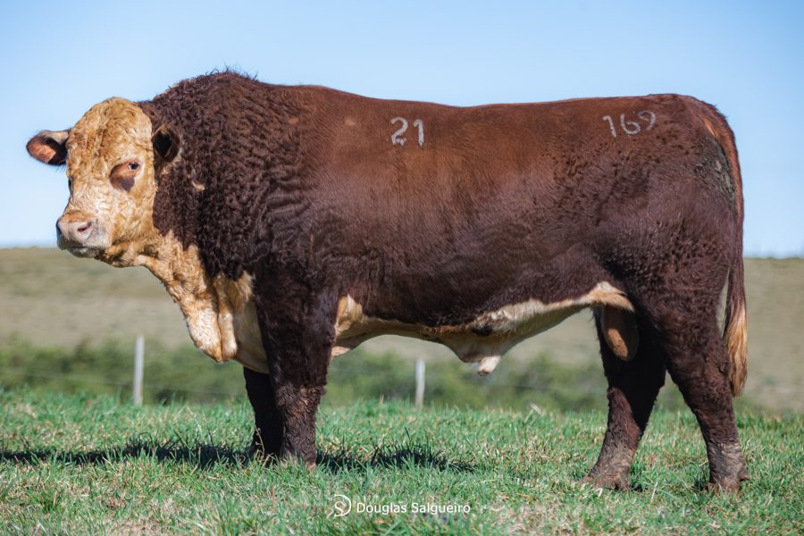 Touro Hereford I21 Impact - Fazenda São Pedro