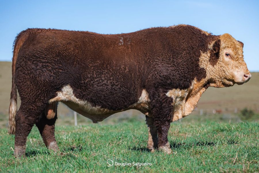 Touro Hereford I33 Impossible - Fazenda São Pedro