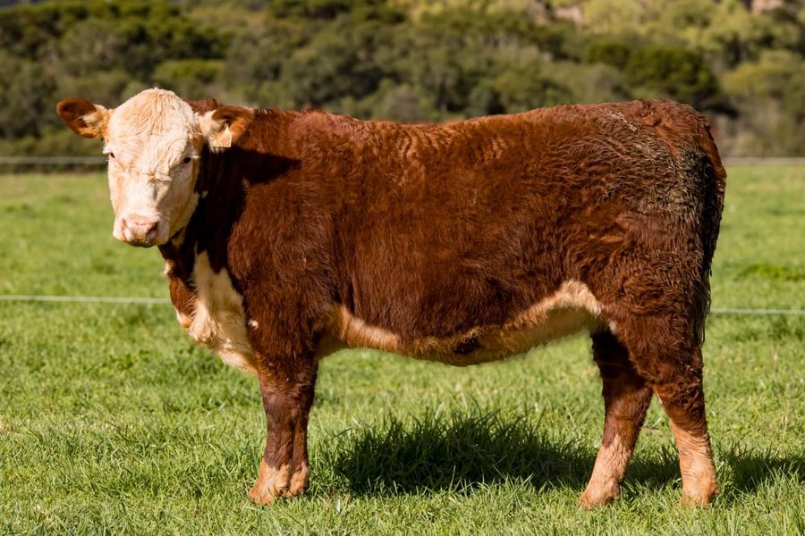 Terneira Hereford J16, Reservada Grande Campeã Rústica na Nacional 2026 - Fazenda São Pedro